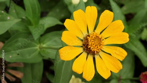 yellow narrowleaf zinnia in the garden.