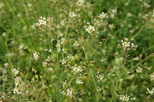 Capsella bursa-pastoris or shepherd's purse gren plant with white flowers close up