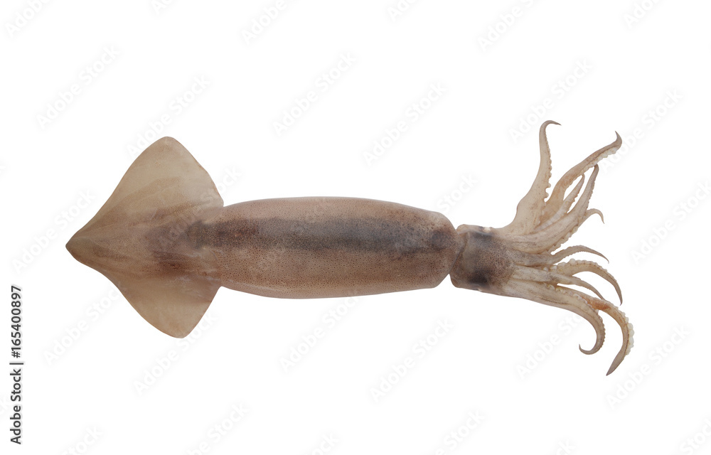 Fototapeta premium Squid isolated on white background