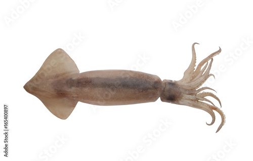Squid isolated on white background