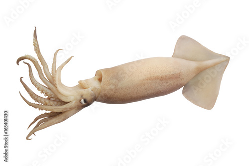 Fresh squid isolated on white background photo