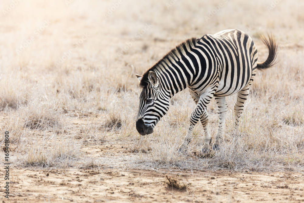 Burchell zebra grazing in Kruger National Park Burchell zebra grazing in Kruger National Park
