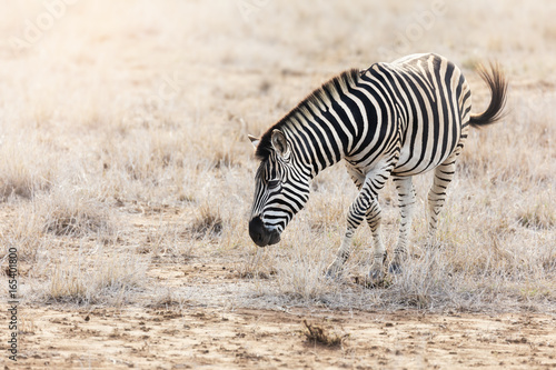 Burchell zebra grazing in Kruger National Park