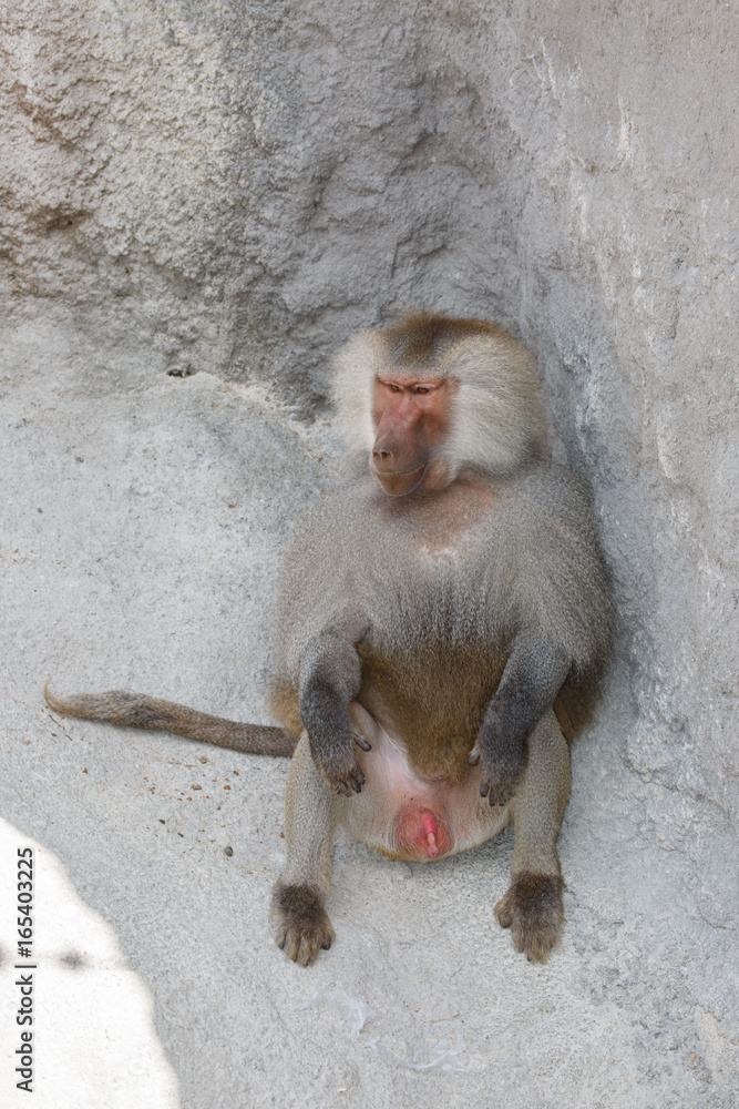 male Hamadryas baboon is sitting among the stones male Hamadryas baboon is sitting among the stones