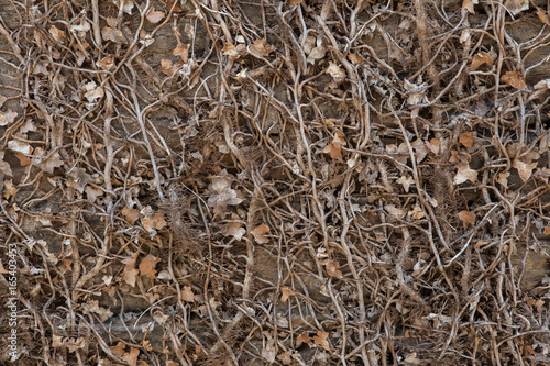 Stone wall covered with dry ivy. © Vladimir Wrangel