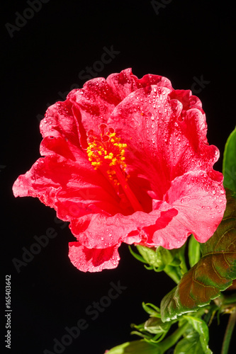 Closeup of hibiscus over black background