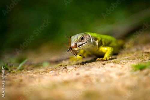 European green lizard Lacerta viridis feeding on an insect