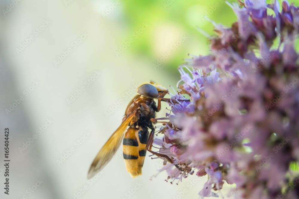 Hornet mimic hoverfly on flower (side view) Hornet mimic hoverfly on flower (side view)