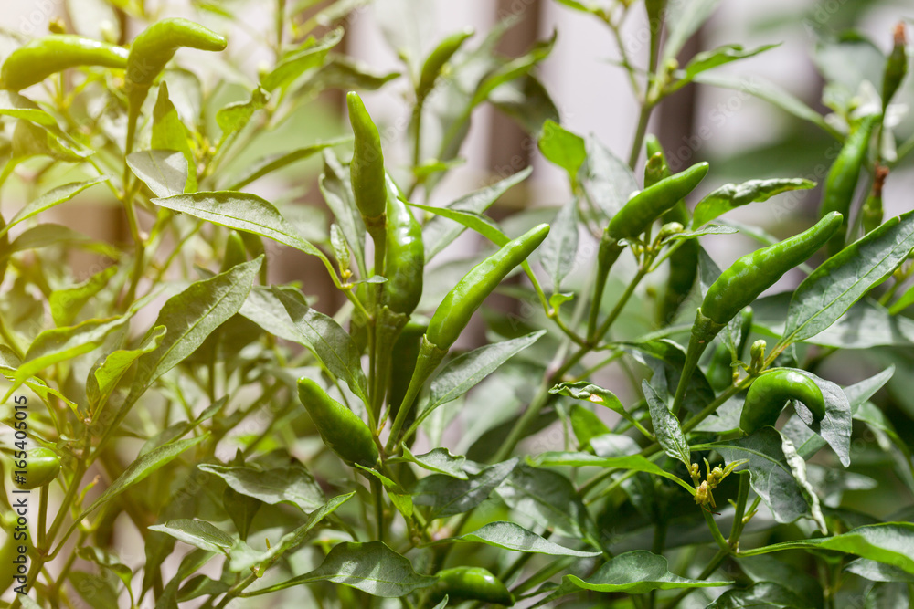 Fototapeta premium green chili peppers on the tree in garden