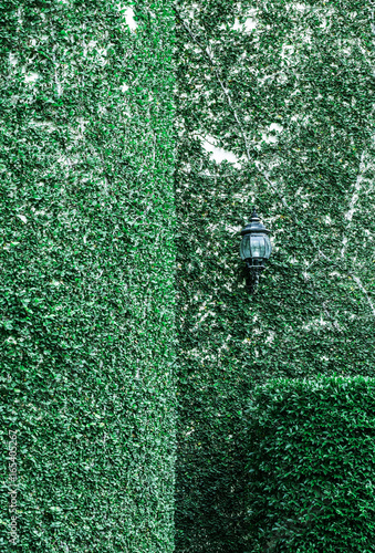 Ivy green wall of leaves. Classical lantern alone near wall.