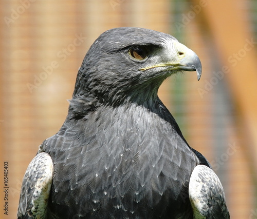 Kordillerenadler, grey eagle photo