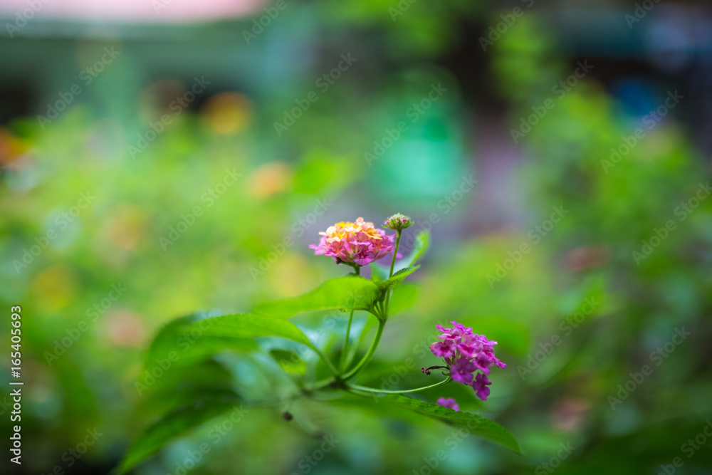 Fototapeta premium flower