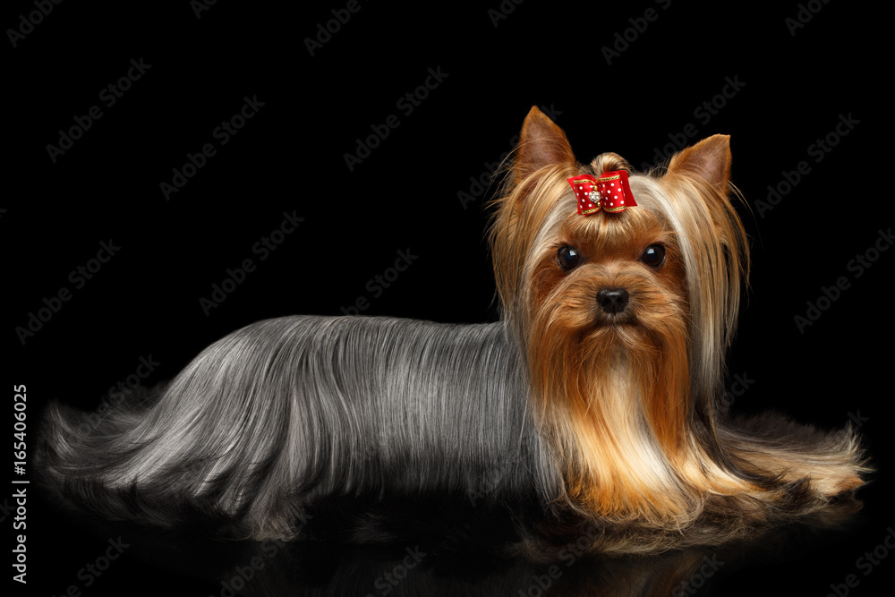 Naklejka premium Yorkshire Terrier Dog Lying on Isolated Black Background with Reflection