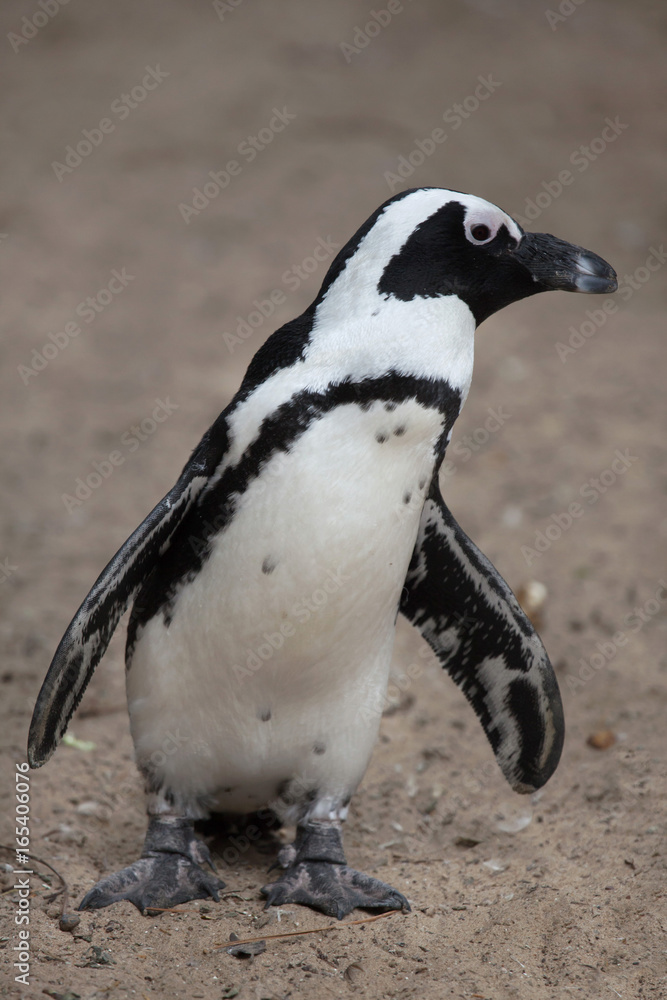 Fototapeta premium African penguin (Spheniscus demersus)