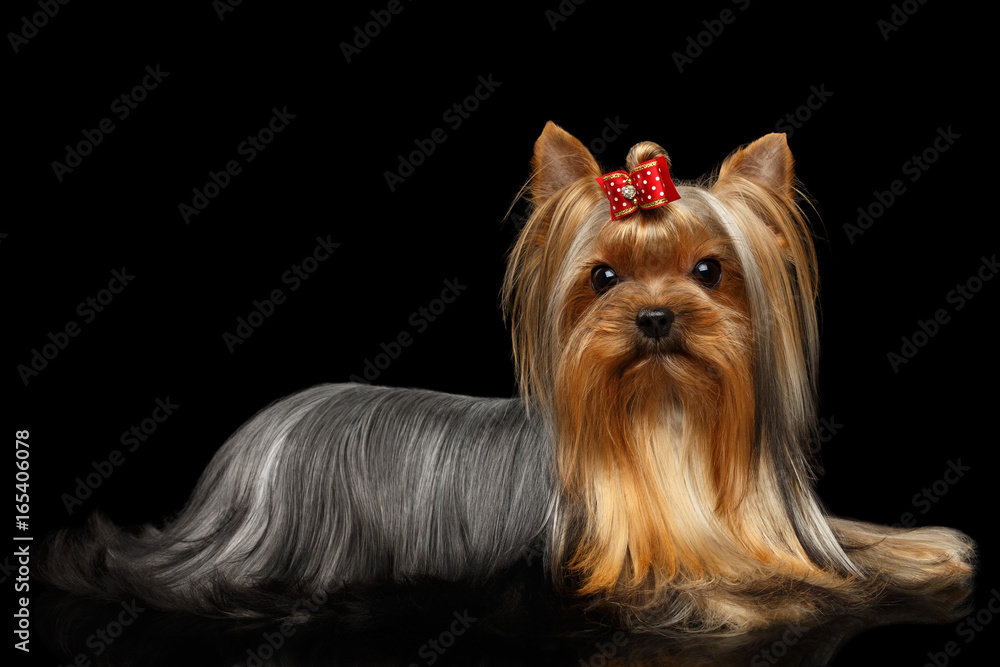 Naklejka premium Yorkshire Terrier Dog Lying on Isolated Black Background with Reflection