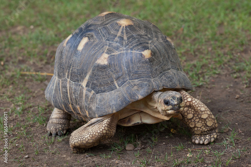 Radiated tortoise (Astrochelys radiata).