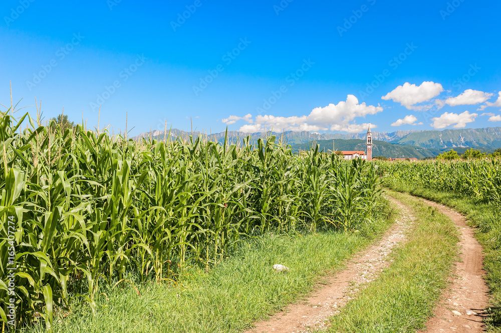 Field of corn, country road and blue sky with clouds. Field of corn, country road and blue sky with clouds.