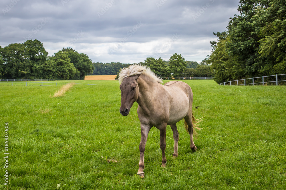 Isländer Isländer