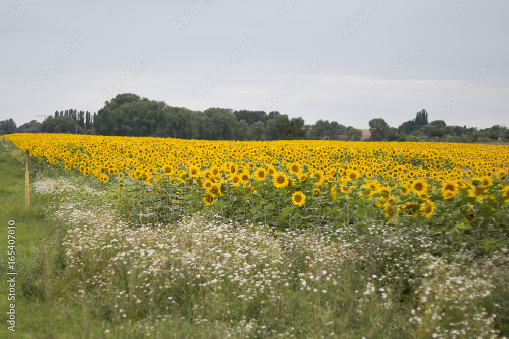 Fototapeta premium Sonnenblumen