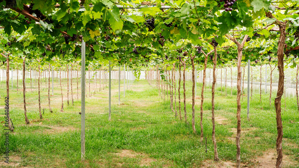 The landscape of organic vineyard in Thailand. The landscape of organic vineyard in Thailand.