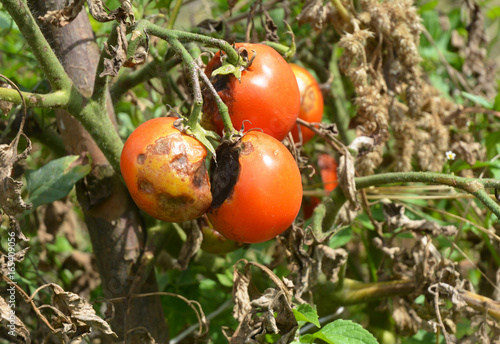 Photos Phytophthora infestans is an oomycete that causes the serious tomatoes disease known as late blight or potato blight
