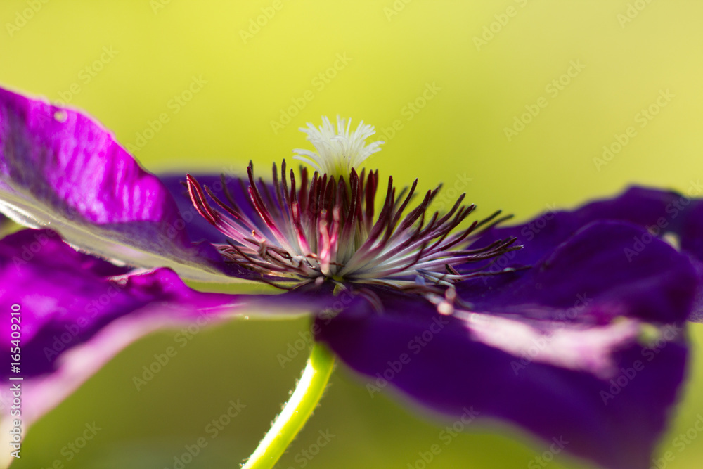 Obraz premium Flower