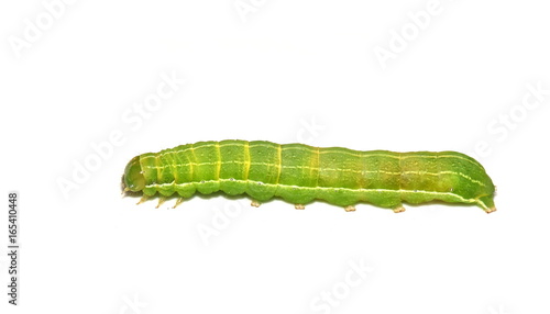 Caterpillar of Clouded Drab moth Orthosia incerta on white background