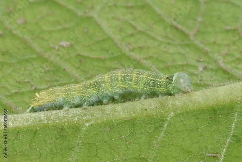 Caterpillar of Common Quaker clouded drab Orthosia cerasi moth on a leaf