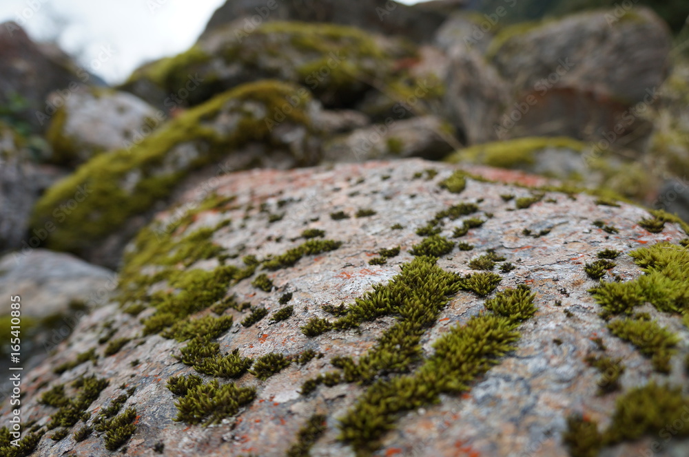 Moss Moss