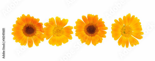 Calendula flower on a white background