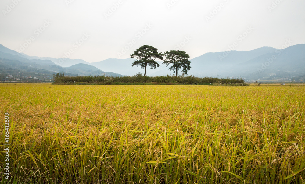 농촌의 가을 들판 Stock Photo | Adobe Stock