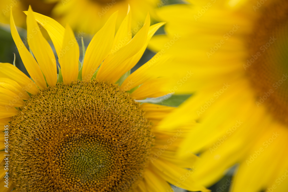 Obraz premium Sonnenblumen