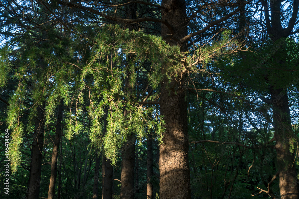 Fototapeta premium Forest in Tokyo 1