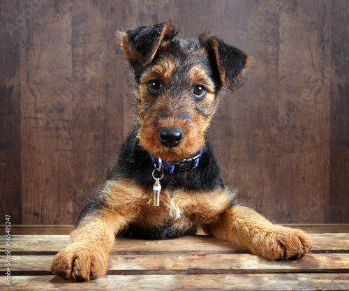 Foto Doggy on a crate