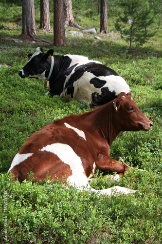 Cows © Andreas
