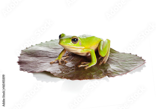 Isolated frog on leaf
