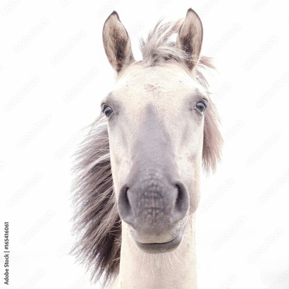 Konik in High Key Konik in High Key