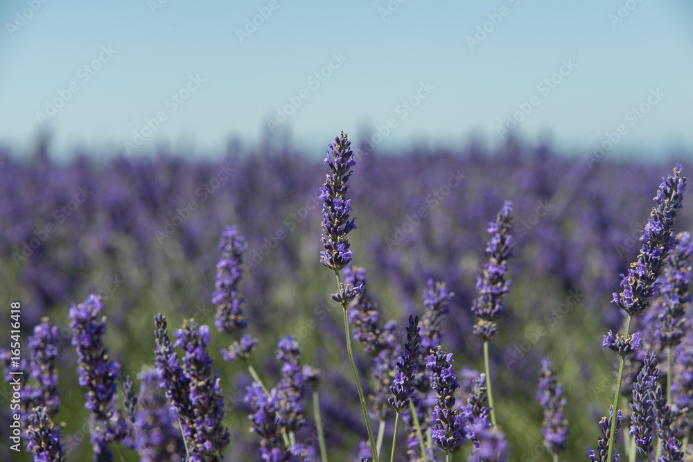 Obraz premium Lavande sur Valensole