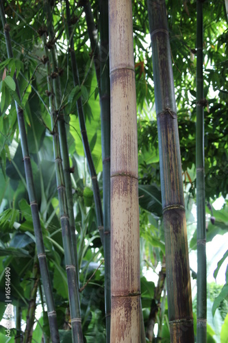 Bambus in den Royal Botanic Kew Gardens in London England