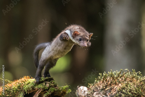 Stone Marten