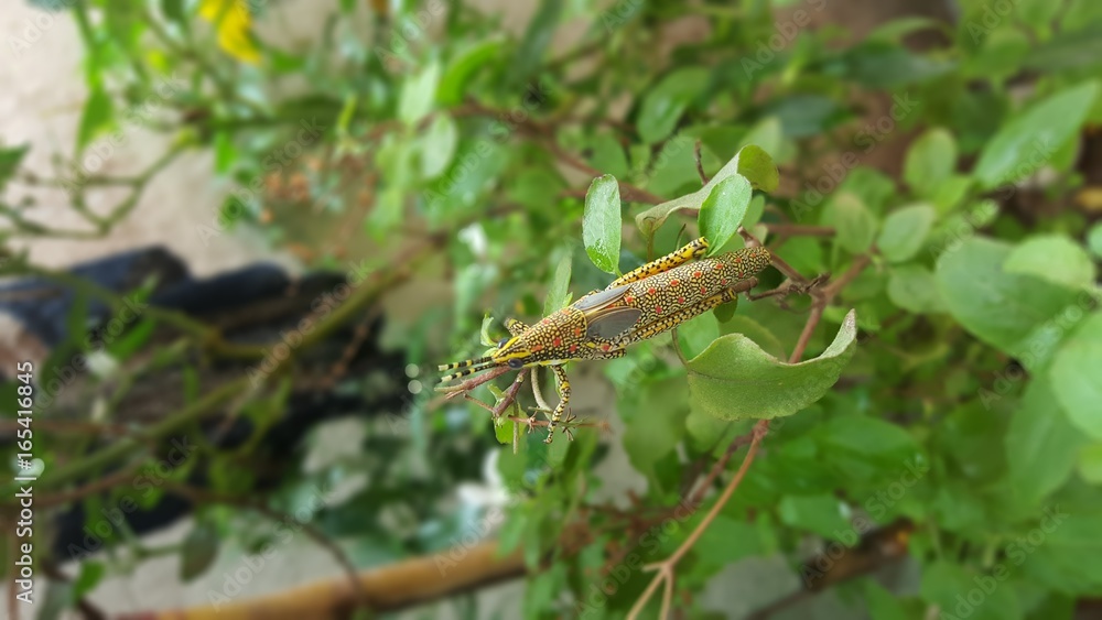 Leaf Eater Leaf Eater
