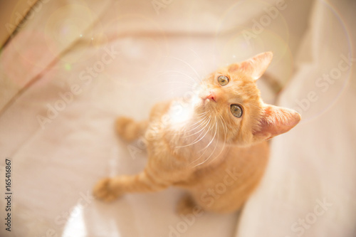 Yellow kitten looking up / Cute little ginger cat sitting on white sofa