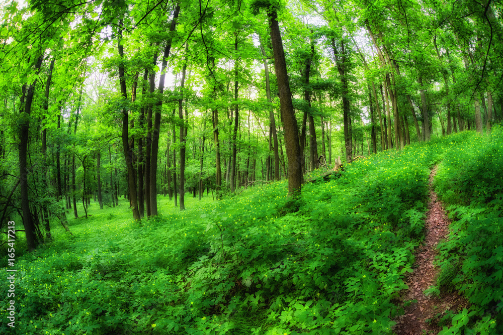 Obraz premium Forest path in greenwood