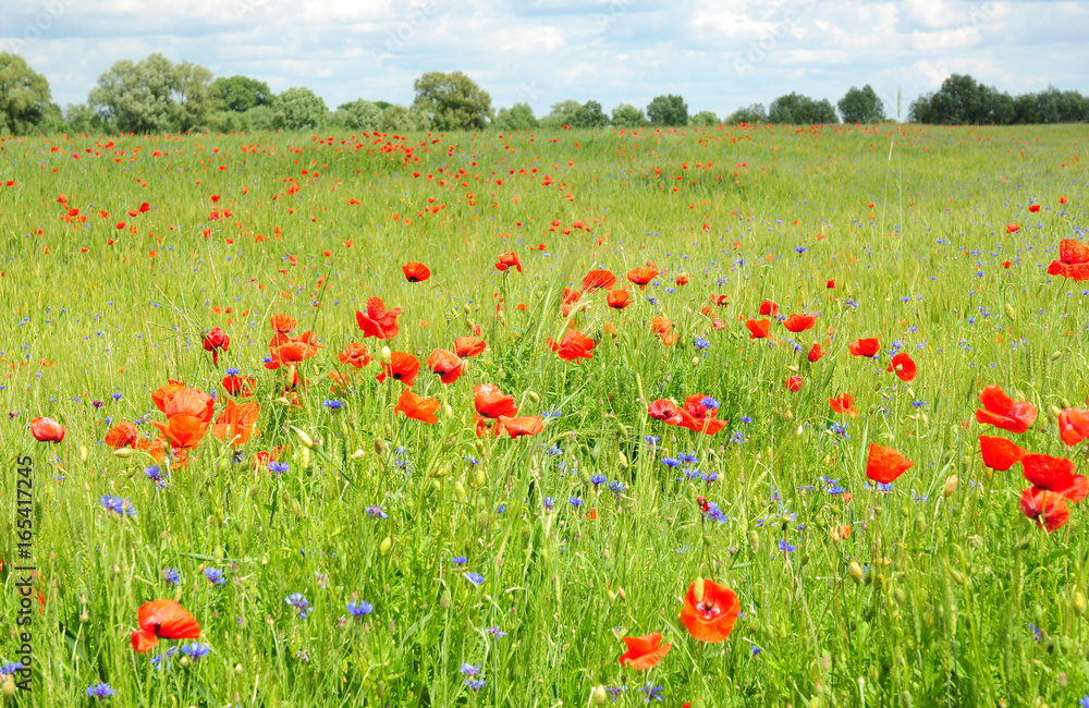 Poppy Perennial Flowers. Pictures of poppies flowers. Blooming red poppies flowers with wildflowers meadow.