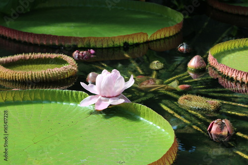 Seerosen und Seerosenblätter in den Royal Botanic Kew Gardens in London England
