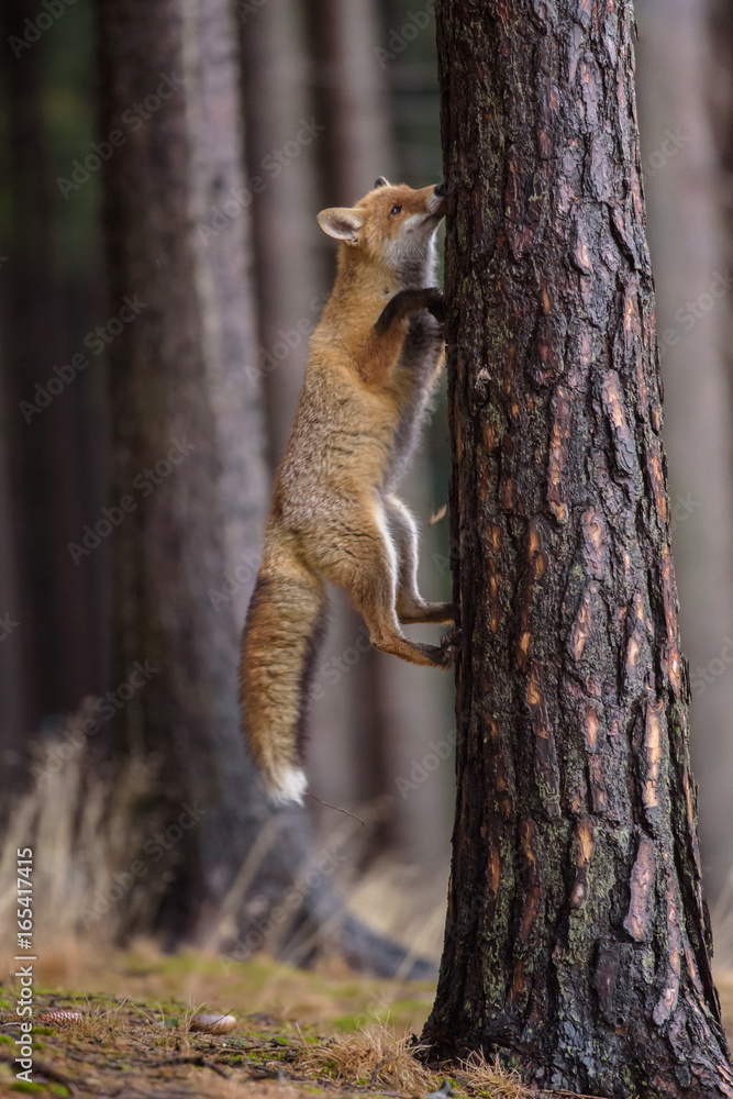 Red fox in the woods(Vulpes vulpes) Red fox in the woods(Vulpes vulpes)