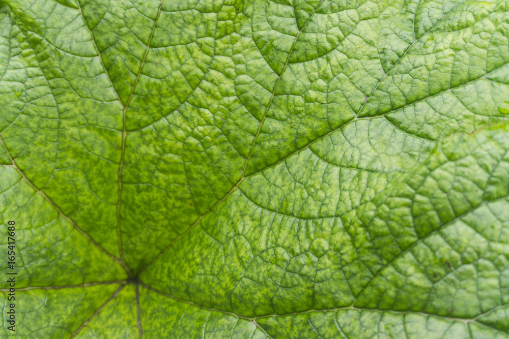 Close up of a leaf. Close up of a leaf.