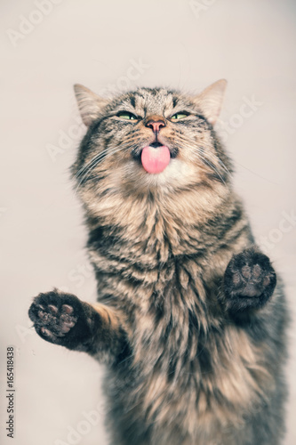 Fototapeta Naklejka Na Ścianę i Meble -  Lustiges Kätzchen zeigt ihre Zunge