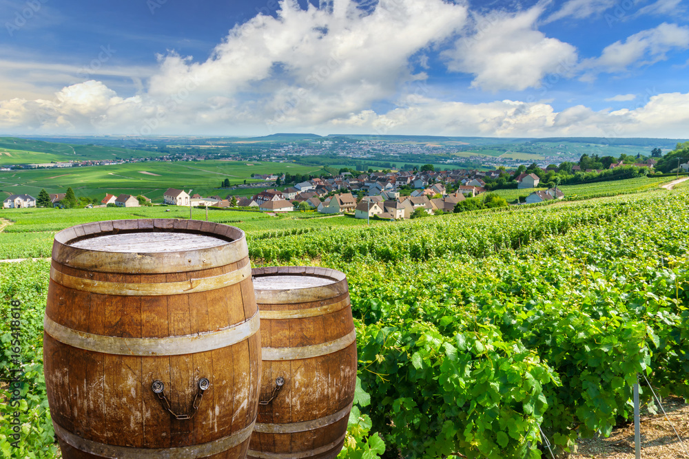 Champagne vineyards with old wooden barrel on row vine green grape in champagne vineyards background at montagne de reims, France Champagne vineyards with old wooden barrel on row vine green grape in champagne vineyards background at montagne de reims, France