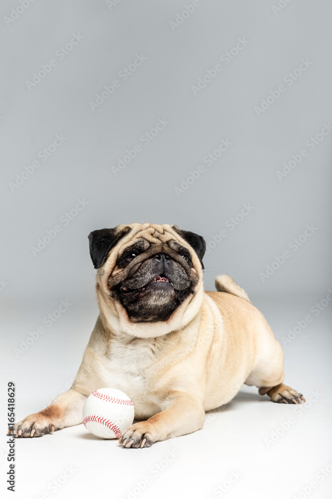 studio shot of pug dog playing with ball, isolated on grey